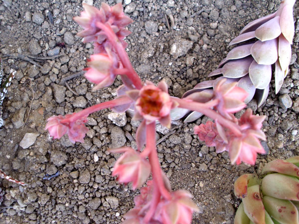 Identif d'une plante en fleur (2 photos en +) Echeve11
