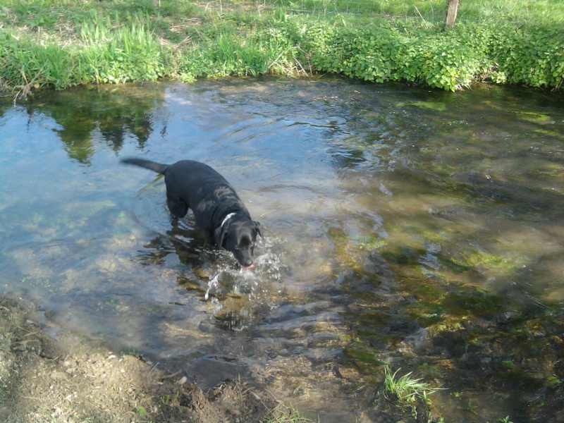 mascotte - MASCOTTE, x labrador, 4 ans env.  - Page 12 2011-010