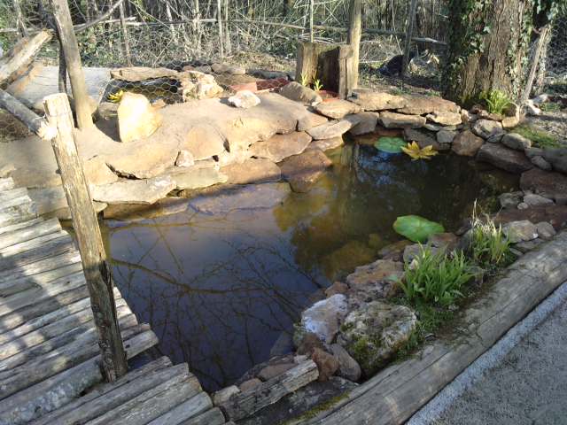 bassin de ma tortue de floride P0703112