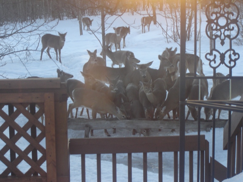 Voici ce que j'ai vu dans ma cour arrière ce matin... Dsc05910