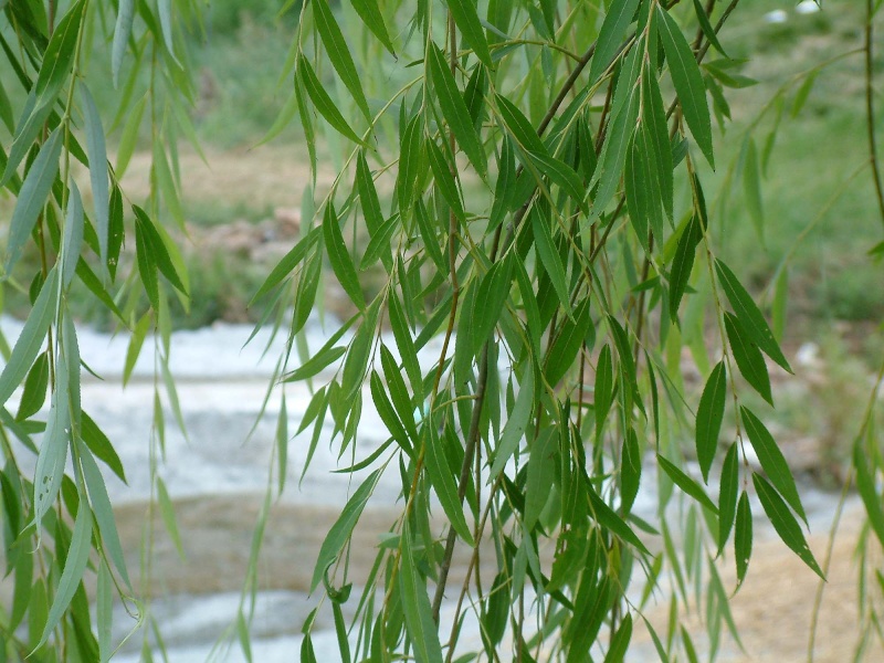 Salice piangente Salix_10