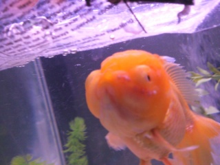 Is this just new growth? Oranda10