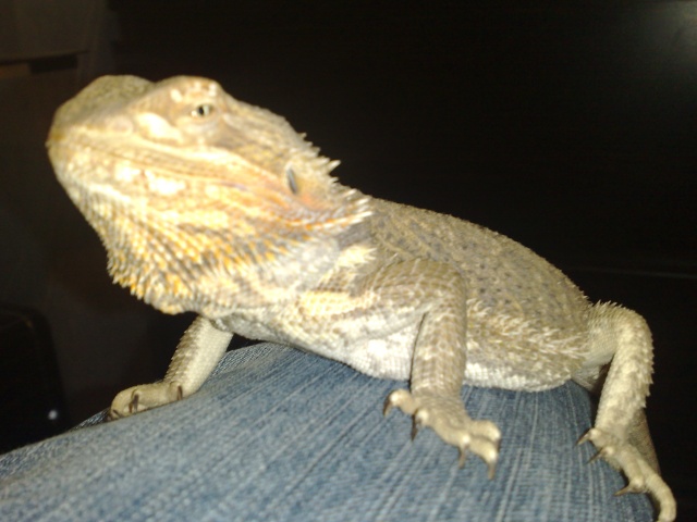 Pogona anorexique? 28032014