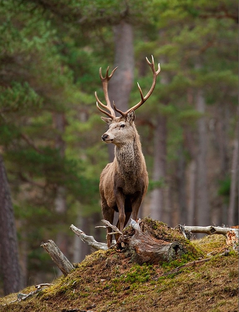 Reportage photos d'une journée de chasse à Cornil en Corrèze - Page 7 14825