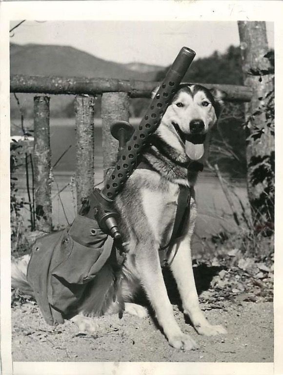 Diverses photos de la WWII (fichier 8) - Page 31 22628
