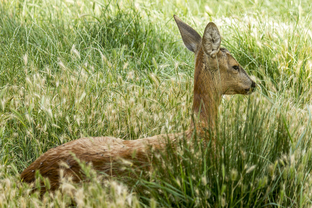 Reportage photos d'une journée de chasse à Cornil en Corrèze - Page 9 Img_5113