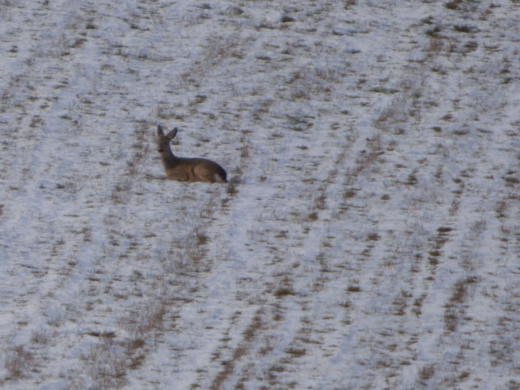 Reportage photos d'une journée de chasse à Cornil en Corrèze - Page 4 P1020826