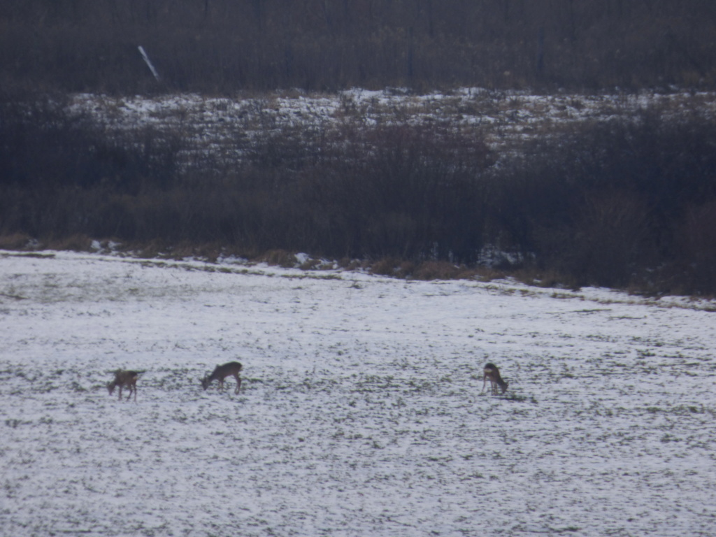 Reportage photos d'une journée de chasse à Cornil en Corrèze - Page 4 P1020830