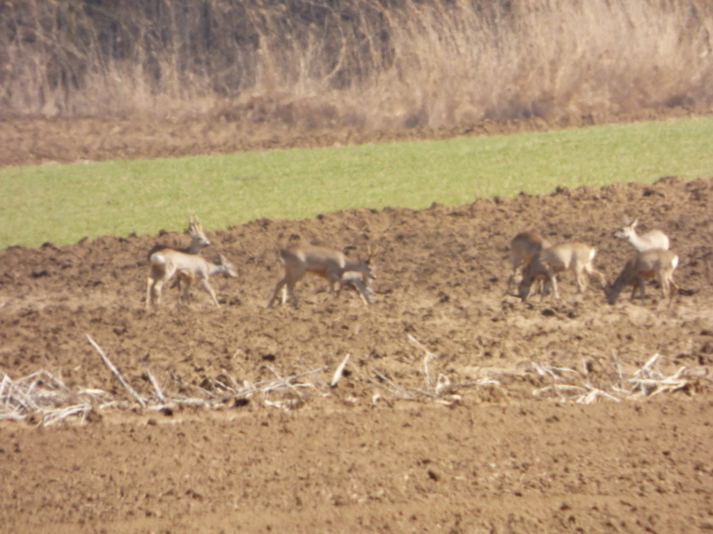 Ma première chasse photo - Page 5 P1030022