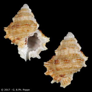 Bursidae Lampasopsis cruentata (G. B. Sowerby II, 1835) 10644810
