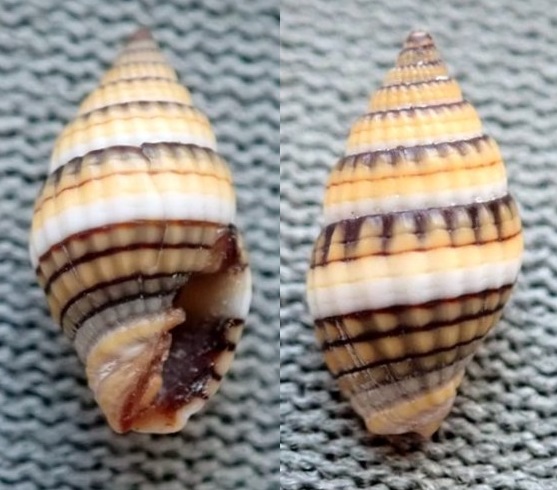 Vexillum amabile - (Reeve, 1845) A_det_10