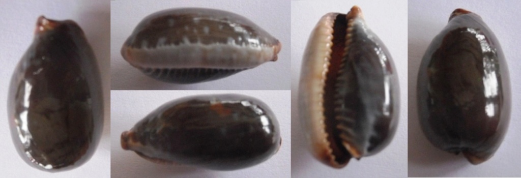 Staphylaea limacina - (Lamarck, 1810) Myster10