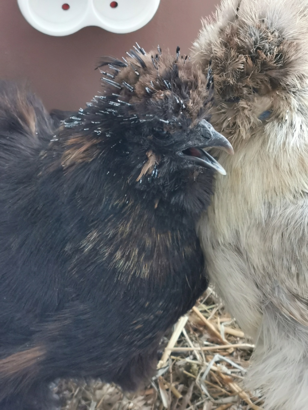 2 poules de soie mal en point Img_2015