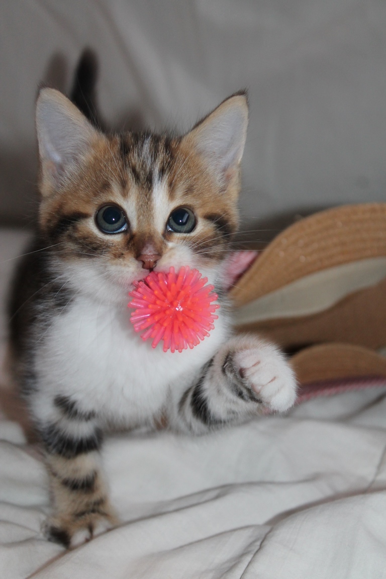 Adoptée - Ophélia - Tabby et blanche, née le 10 Avril 2018 Img_4126