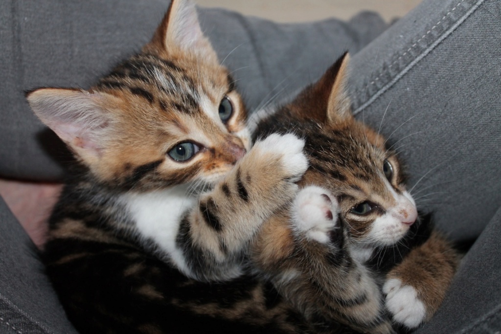 Adoptée - Ophélia - Tabby et blanche, née le 10 Avril 2018 Img_4130