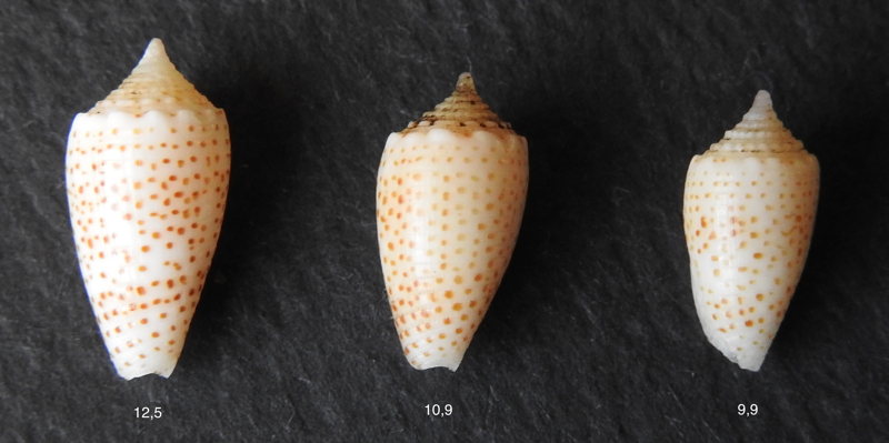 Conus (Puncticulis) arenatus  Hwass in Bruguière, 1792 - Page 3 Arenat10