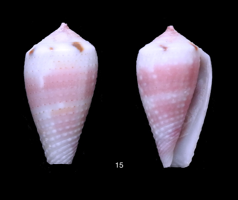 Conus (Pionoconus) metcalfii   Reeve, 1843 - Juvéniles Cone_r10