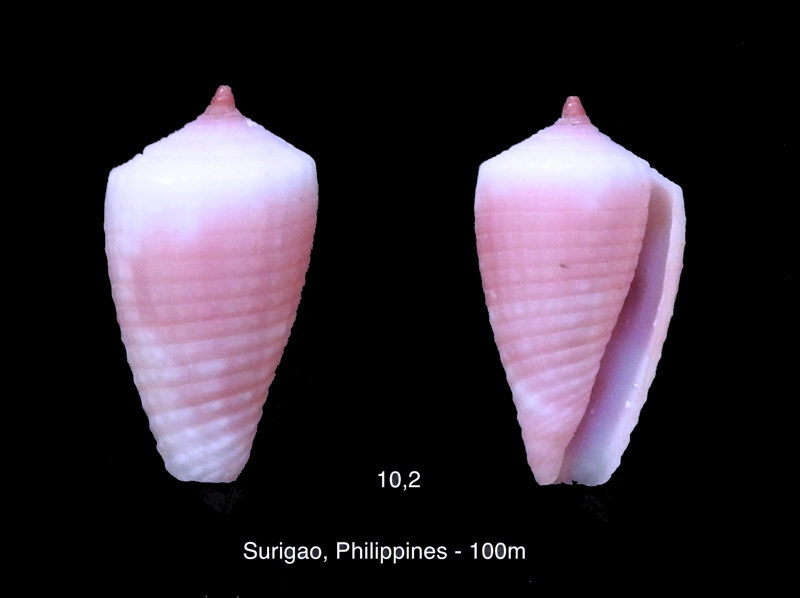 Conus (Pionoconus) metcalfii   Reeve, 1843 - Juvéniles Rose_m10