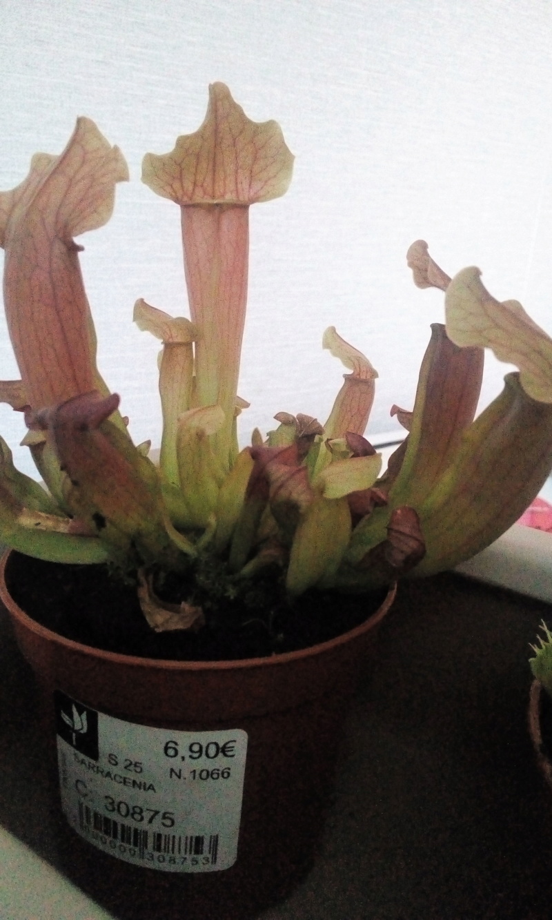 Plantes carnivores - Page 6 Img-2011