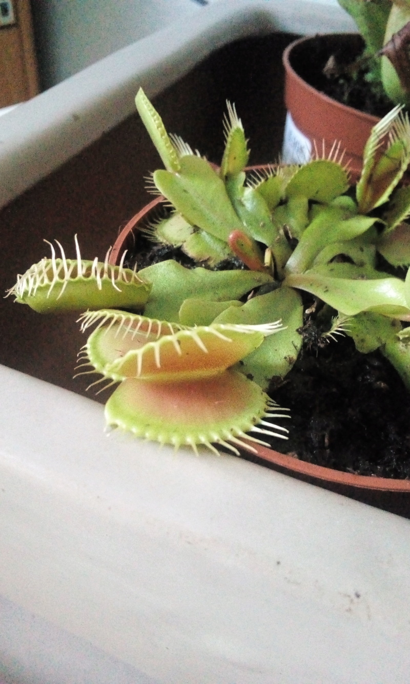 Plantes carnivores  - Page 6 Img-2012