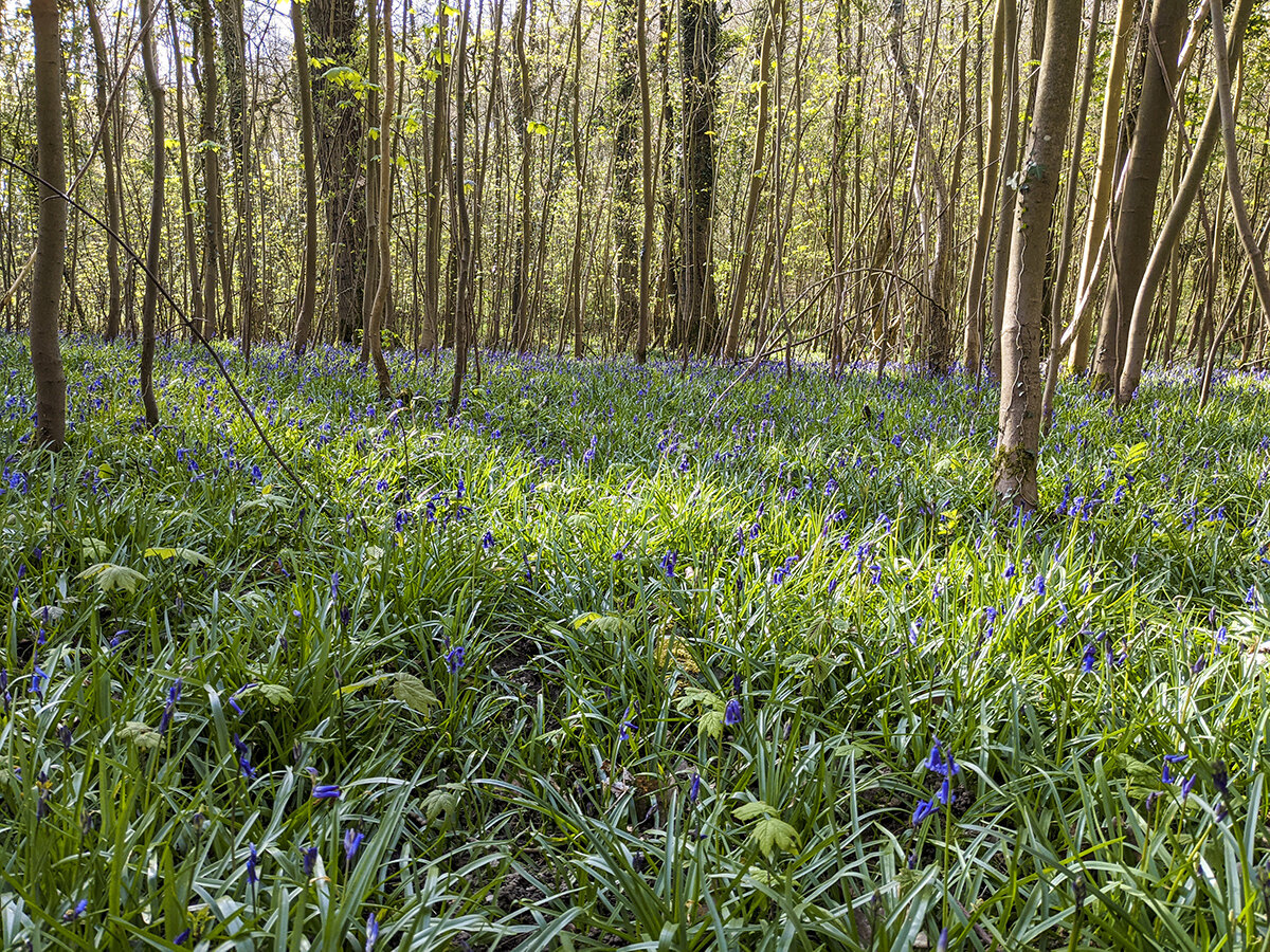 Bois de Lapugnoy Pxl_2011