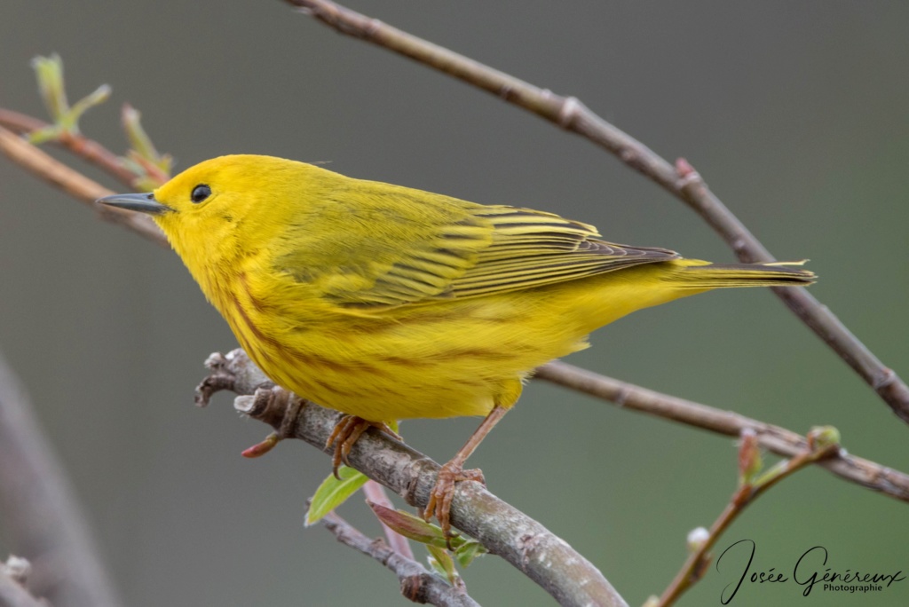 Paruline jaune  000apa10