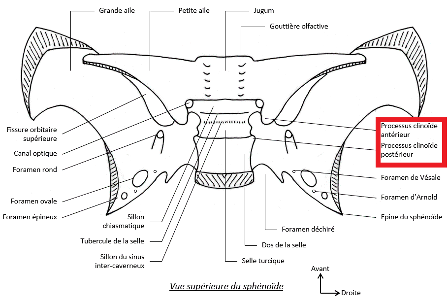 processus clinoïdes & ptérygoïdes  Apophy10