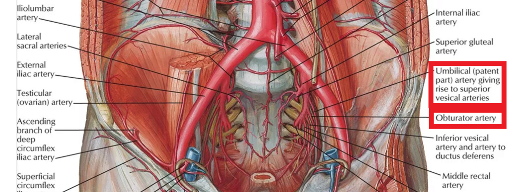Artères ombilicale et artère obturatrice Artzor10