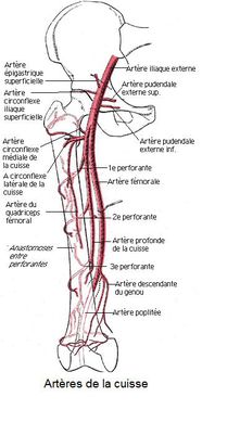 Artère iliaque externe et circonflexe  Ascual10