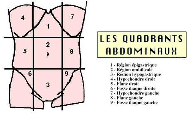 Paroi abdominale et Abdomen  Cadran10