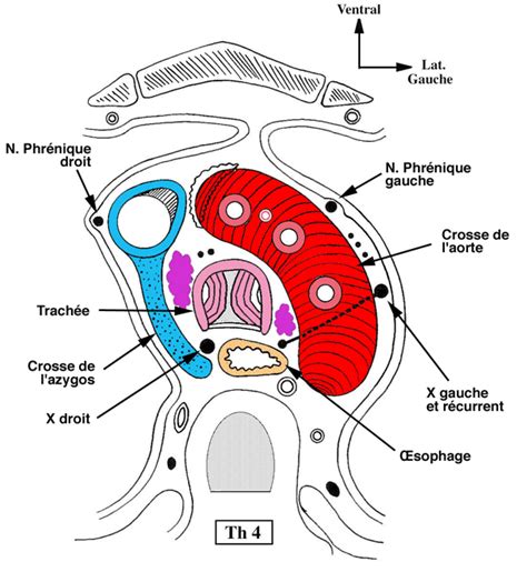 Bifurcation T3-T4-T5 Coupe_10