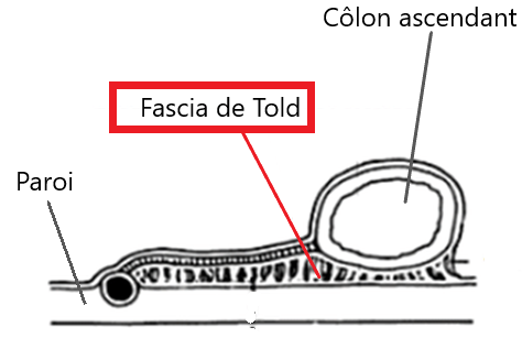 Fascia rénal Fascia11
