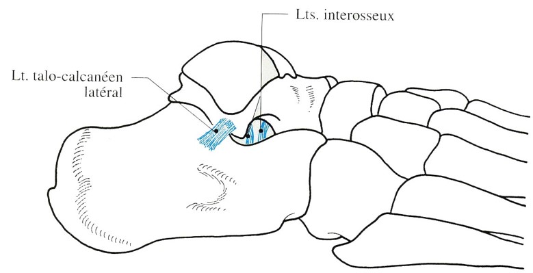 Ligament interosseux / cours de Mr Coursier  Ligame10