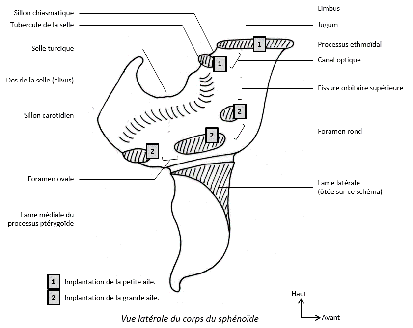 Racines de la grande et petite aile du sphénoïde Spheno10