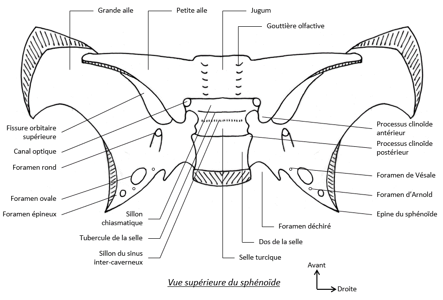 Le jugum et le corps sphénoïdal Spheno11