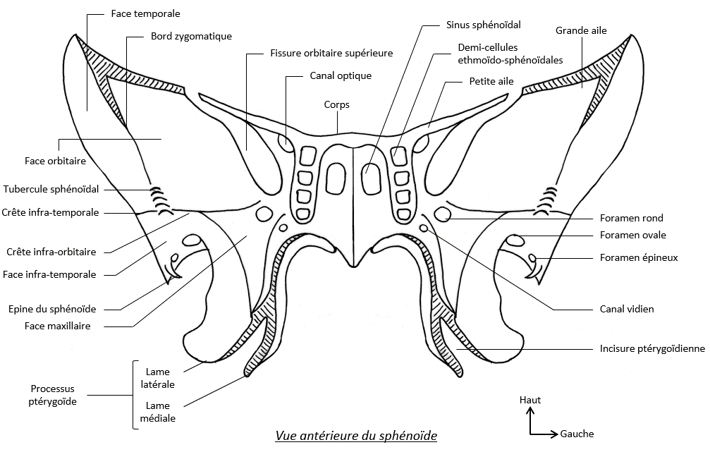 sinus - ostéologie du crâne + vue antérieure du sphénoïde Spheno12