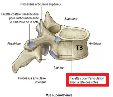 Articulation des côtes  T310