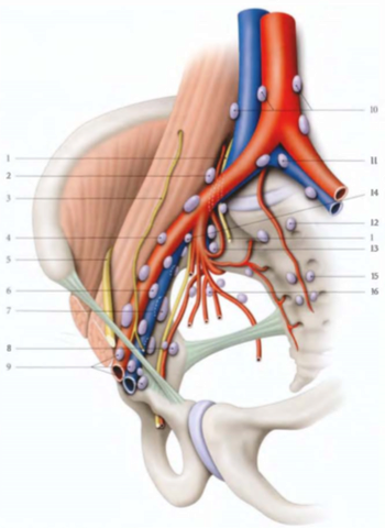 drainage lymphatique prostate