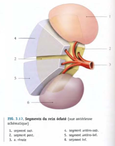 QCM 20 veine rénale  Vascul11