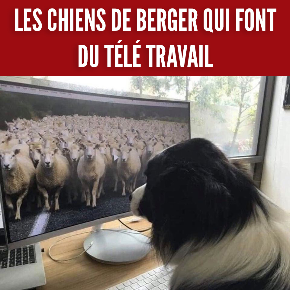 Les meilleurs blagues/montages/meme sur le COVID - Page 4 92500610