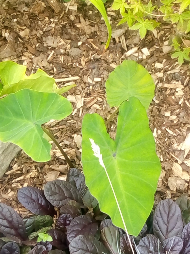 Colocasia de Tag001 - Page 3 20190732