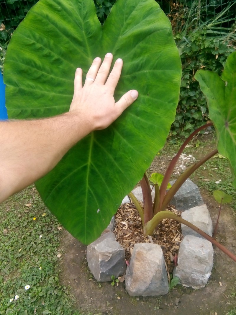 Colocasia de Tag001 - Page 3 20190734