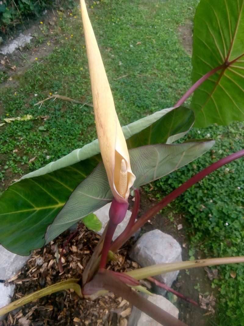 Colocasia de Tag001 - Page 3 20190813