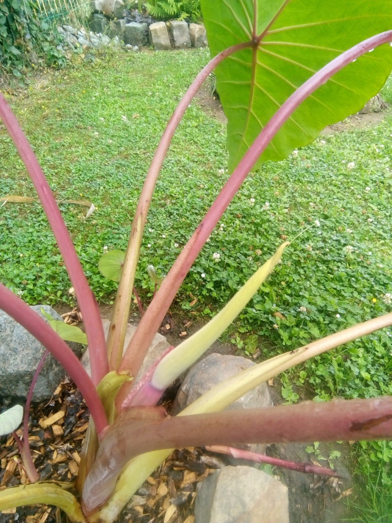 Colocasia de Tag001 - Page 4 20190817