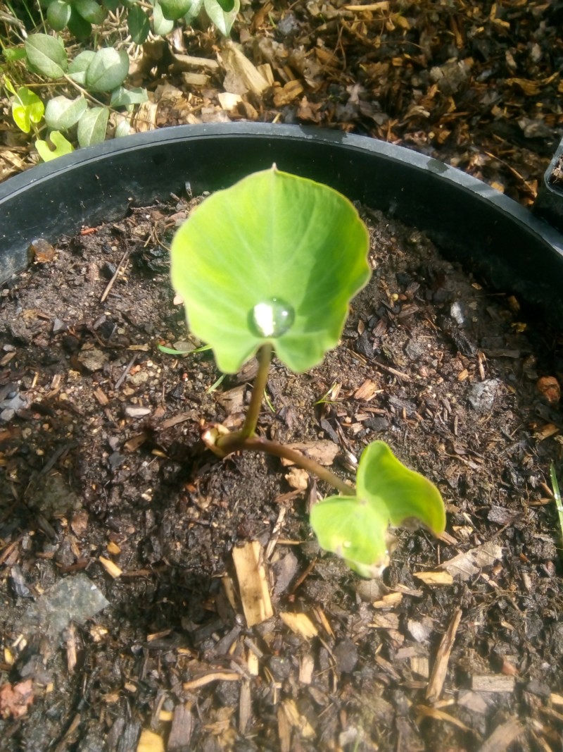 Colocasia White Lava - Page 6 20190821