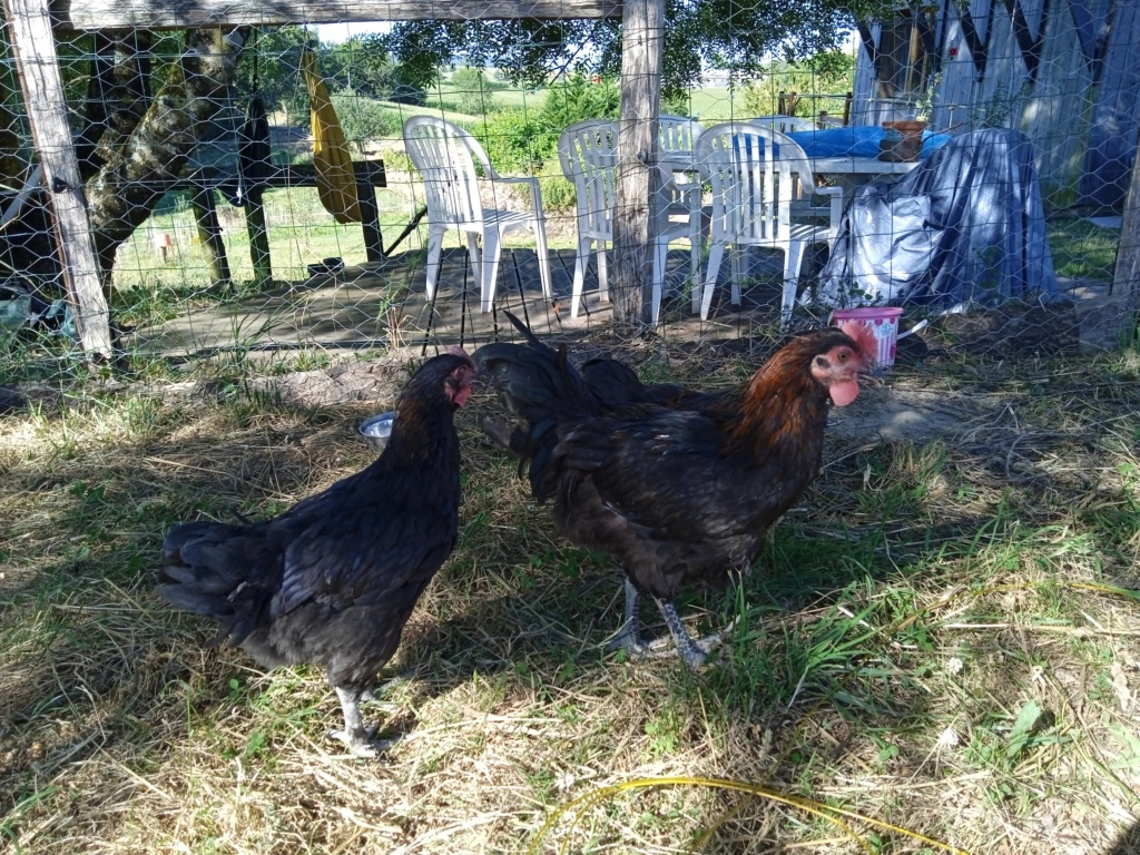 3 poulettes Marans, dites-moi que ce sont bien des filles Img_2042