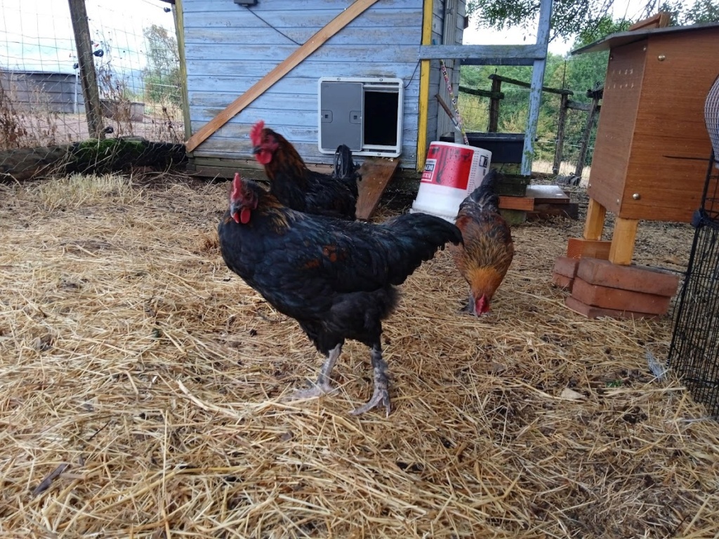 3 poulettes Marans, dites-moi que ce sont bien des filles Img_2053