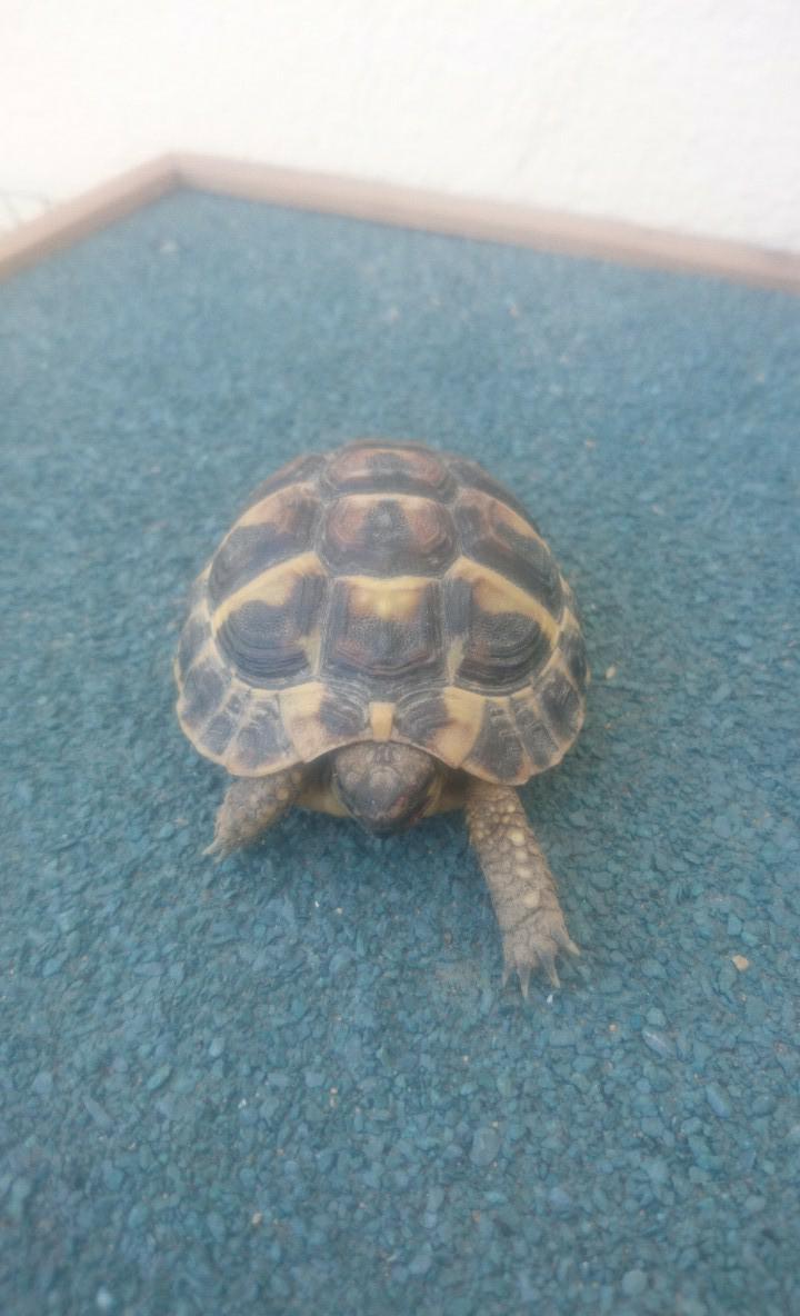 cohabitation de tortues de race différente Basile10