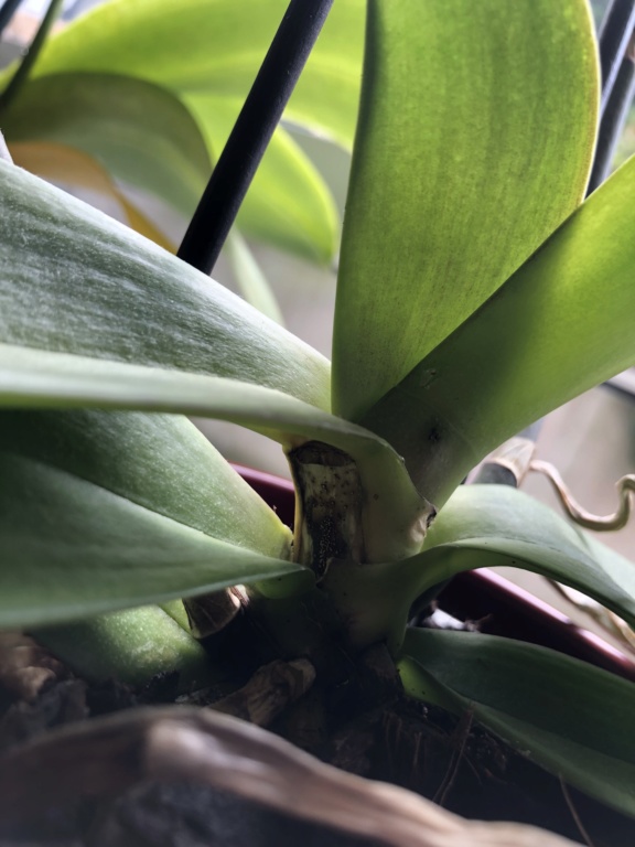 Was ist das an meiner Phalaenopsis? 0b75ab10