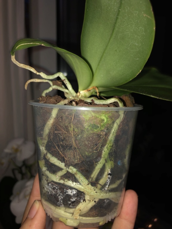 Phalaenopsis schief im Topf. Schlimm? Cb7d8110